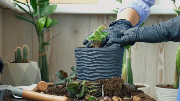 Woman Gardener Hands Transplantion Violet in a Pot alt