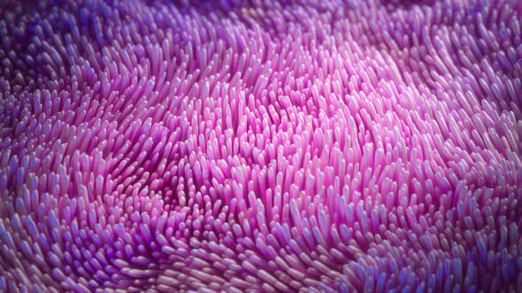 Swaying Pink Coral Anemone