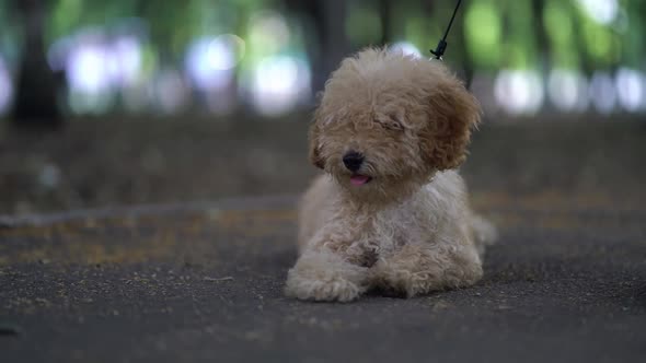 Cute Puppy Toy Poodle Sit Outdoors alt