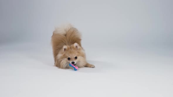 Adorable Pygmy Pomeranian Spitz Plays with His Toy in the Studio on a Gray Background alt