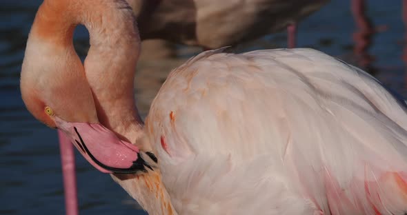 Greater Flamingos, Phoenicopterus roseus,Pont De Gau,Camargue, France alt