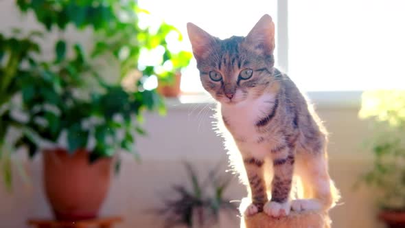 Kitten Sits on the Top of Cat Scratching Post in the Room with Green Flowers Behind alt