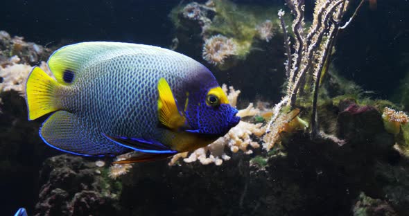 Blueface Angelfish, pomacanthus xanthometopon, Adult near Coral , Fish from the Indian Ocean alt