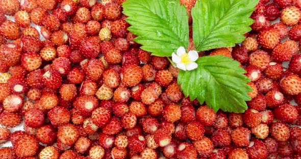 A Lot of Red Juicy Wild Strawberry with a Green Leaf and a Flower of Wild Strawberry Rotate. Close alt