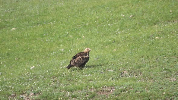 Alone Wild Eagle Perched in Green Meadow alt
