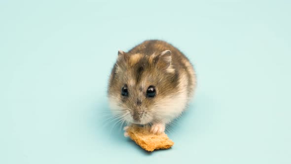 Closeup of a small funny miniature jungar hamster eating bread crums. Fluffy and cute alt