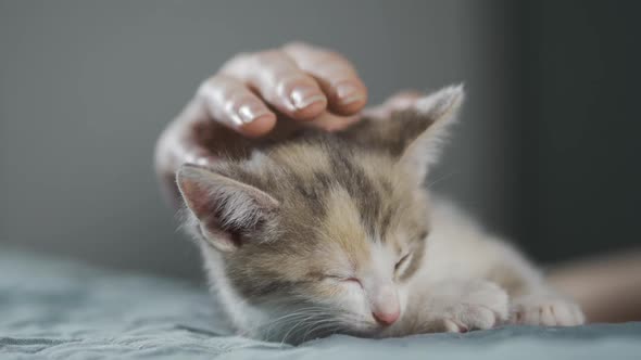 A Female Hand Strokes a Sleeping Kitten