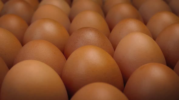 Moving Over Rows Of Eggs alt