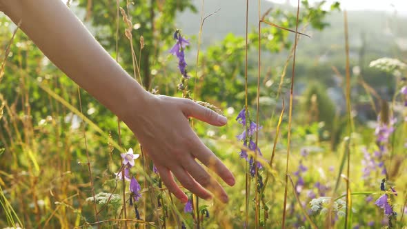 Female Hand Touch Bellflowers and Ears of Herb in Sunny Meadow Slow Motion alt