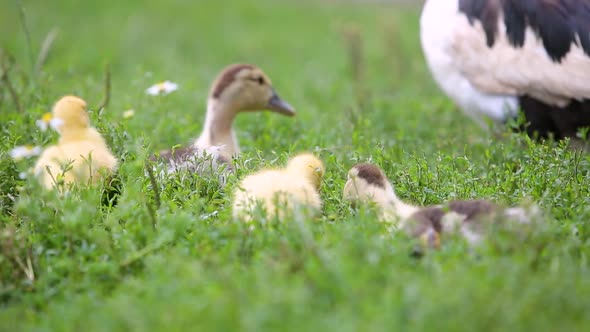 Big Ducks and Small Ducklings Feeding Outdoors in Farm Yard alt