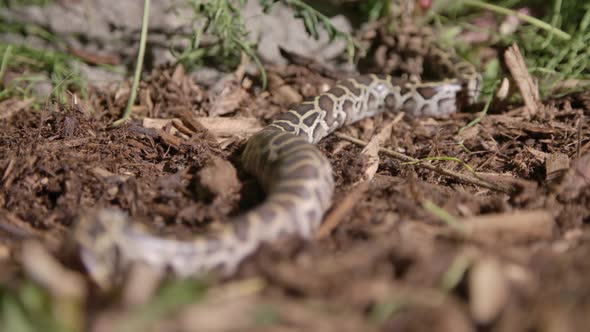 Freshly hatched baby burmese python slithering through the dirt in a forest floor alt