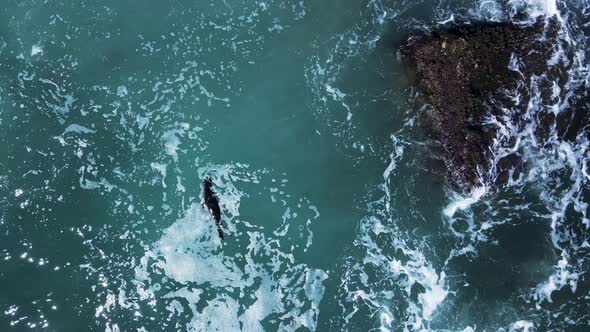 Injured baby seal floating in the ocean water as waves crash along the rocky shoreline. Drone view l alt