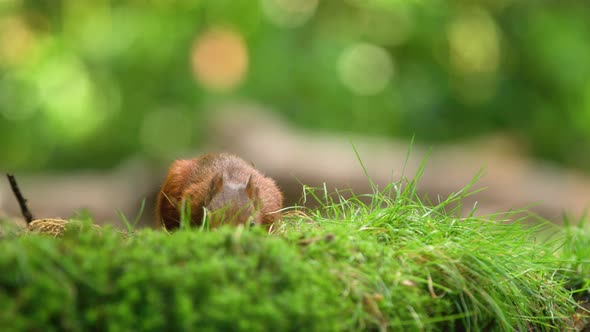 Foraging red squirrel spooked by another animal; shallow depth low angle alt
