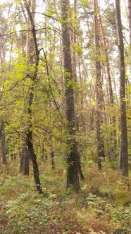 Vertical Video of Trees in the Forest in Autumn alt