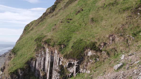 Wild Soay Sheep Grazing on the Side of a Grassy Mountain alt