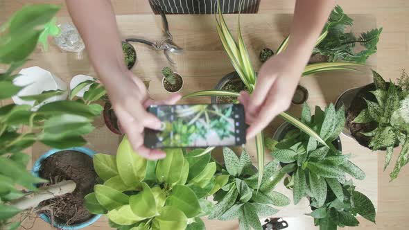 Top View Of Asian Man Holding Smartphone And Taking Photos Of Plants At Home alt