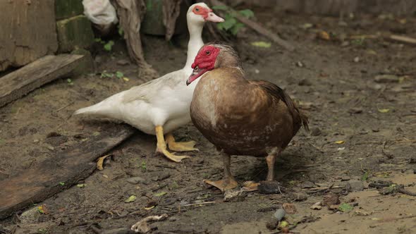 Domestic Duck and Rooster Walk on the Ground. Background of Old Farm. Search of Food alt