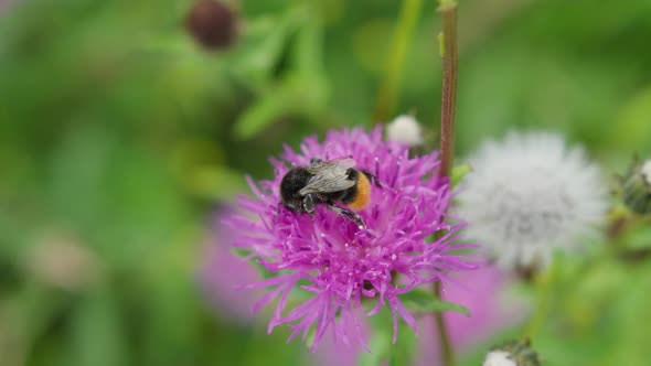 Bee flying away after crawling on purple thistle collecting pollen - slow motion alt