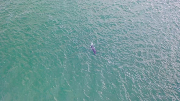 Seal Swimming and Diving in Gweebarra Bay  County Donegal Ireland alt