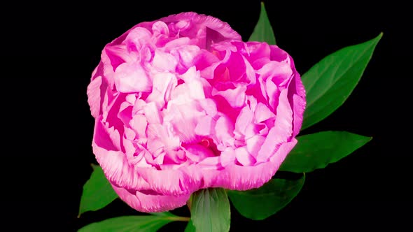 Time Lapse of Beautiful Pink Peony Flower Blooming alt
