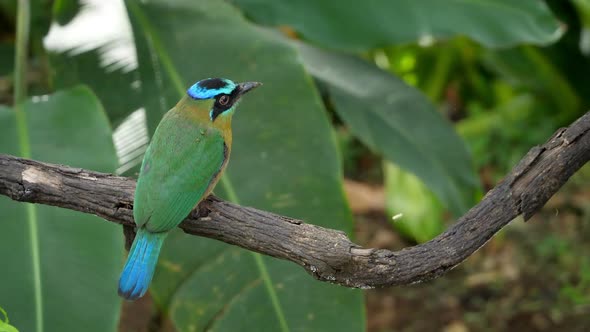 Colorful Motmot Bird in its Natural Habitat in the Forest Woodland