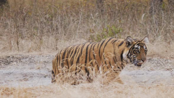 Royal Bengal Tiger roaming in the forest of India, Stock Footage ...