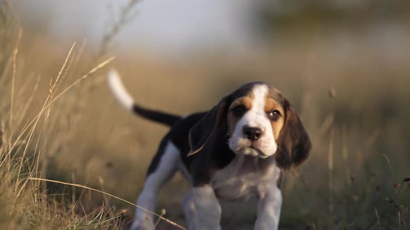Lovely Beagle Puppy Runs Happily Towards Camera alt