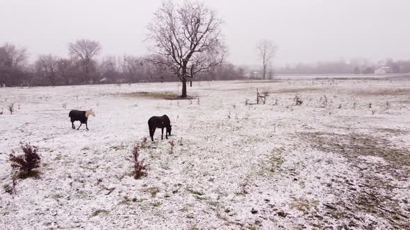 Aerial view of the horses grazing in snow, Southeast Michigan, Flat Rock in the natural background i alt