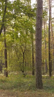 Vertical Video of Trees in the Forest in Autumn alt