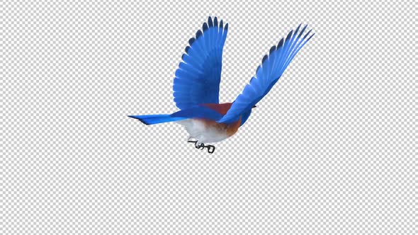 Western Bluebird - Flying Loop - Back Angle - Alpha Channel