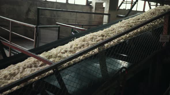 Sugar Refinery Cossette Beets Conveyor alt