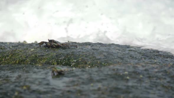 Crabs on the Rock at the Beach alt