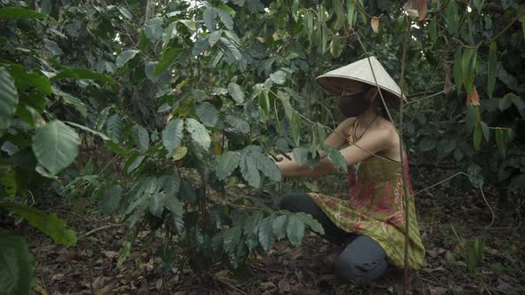 Coffee plantation. Woman in Vietnamese hat and face mask collects coffee beans. Tropic forest Asia alt