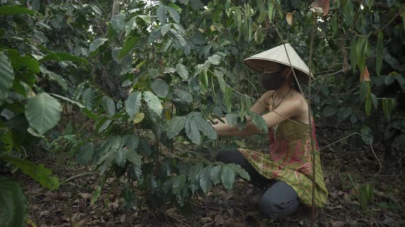 Coffee plantation. Woman in Vietnamese hat and face mask collects coffee beans. Tropic forest Asia