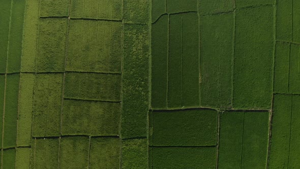 Aerial top down view of lush rice fields in Bali Indonesia alt