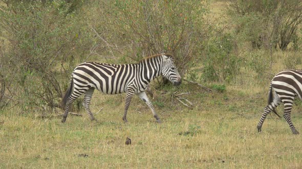 Zebras in Maasai Mara alt