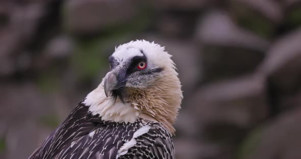 Bearded Vulture Gypaetus Barbatus Detail Portrait of Rare Mountain Bird alt