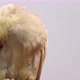 Beautiful Adult Female Corella Parrot - VideoHive Item for Sale