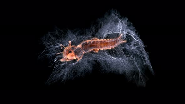 Relic Insect Embia Savignyi Under a Microscope Female alt