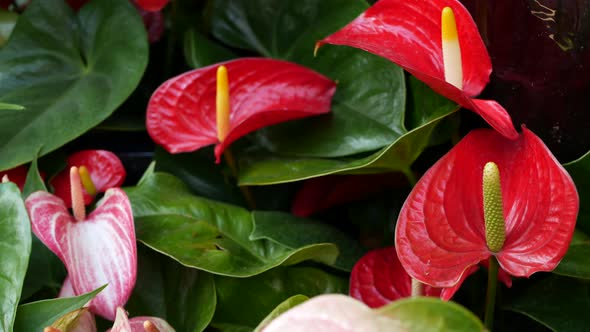 Red Calla Lily Flower Dark Green Leaves
