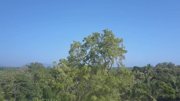 Udawalawe National Park with Trees and Greenery in Jungle alt