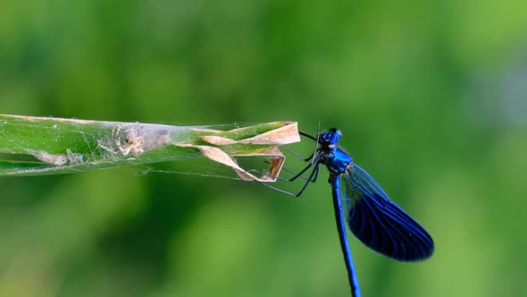 Vertical Video Blue Dragonfly on a Branch in Green Nature By the River Closeup alt