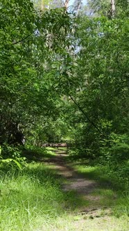 Vertical Video of a Forest with Trees alt