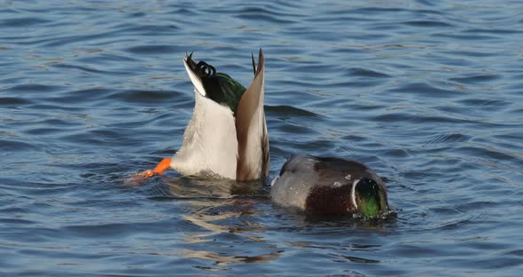 Group of mallards , Anas platyrhynchos, swimming on a lake alt