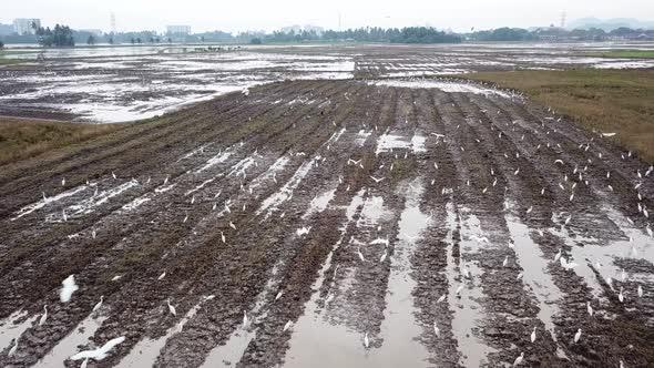 Aerial top down view white crane birds alt