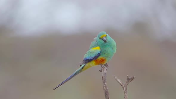slow motion clip of a male mulga parrot shaking off water alt