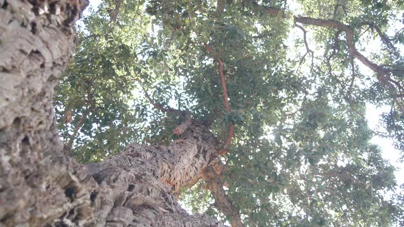 Big Cork Tree Corkwood Trunk Branches and Canopy Foliage