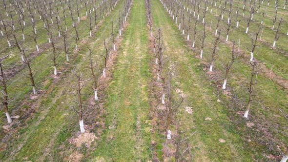 Aerial View Garden of Young Trees in Early Spring alt