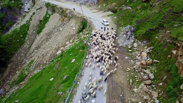 Aerial View of Highway Blocked By Flock of Sheeps in Manali , Himachal Pradesh alt