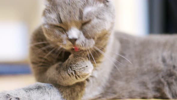 Funny and Cute Scottish Fold Cat on the Floor alt